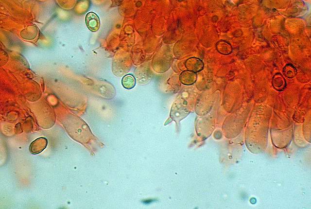 Cortinarius spec. Cod.:2392-7